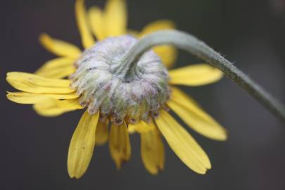 Fotografia da espécie Anthemis tinctoria