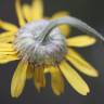 Fotografia 8 da espécie Anthemis tinctoria do Jardim Botânico UTAD