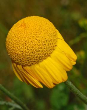 Fotografia 9 da espécie Anthemis tinctoria no Jardim Botânico UTAD