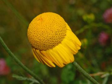 Fotografia da espécie Anthemis tinctoria