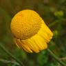 Fotografia 9 da espécie Anthemis tinctoria do Jardim Botânico UTAD