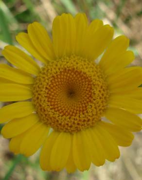 Fotografia 10 da espécie Anthemis tinctoria no Jardim Botânico UTAD