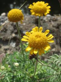 Fotografia da espécie Anthemis tinctoria