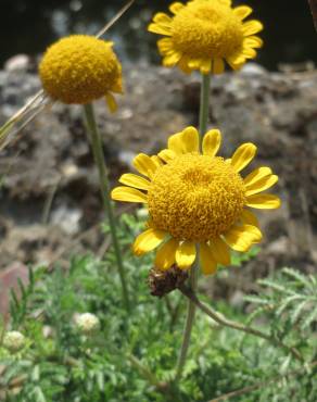 Fotografia 11 da espécie Anthemis tinctoria no Jardim Botânico UTAD