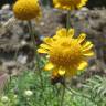 Fotografia 11 da espécie Anthemis tinctoria do Jardim Botânico UTAD