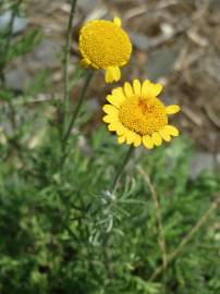 Fotografia da espécie Anthemis tinctoria