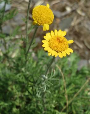 Fotografia 12 da espécie Anthemis tinctoria no Jardim Botânico UTAD