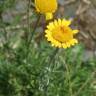 Fotografia 12 da espécie Anthemis tinctoria do Jardim Botânico UTAD