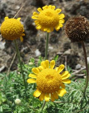 Fotografia 13 da espécie Anthemis tinctoria no Jardim Botânico UTAD