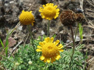 Fotografia da espécie Anthemis tinctoria