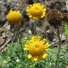 Fotografia 13 da espécie Anthemis tinctoria do Jardim Botânico UTAD