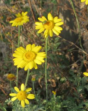 Fotografia 14 da espécie Anthemis tinctoria no Jardim Botânico UTAD