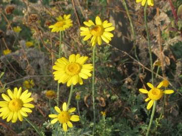 Fotografia da espécie Anthemis tinctoria