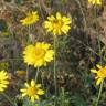 Fotografia 14 da espécie Anthemis tinctoria do Jardim Botânico UTAD