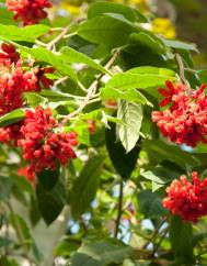 Cestrum fasciculatum