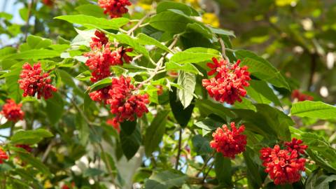 Fotografia da espécie Cestrum fasciculatum