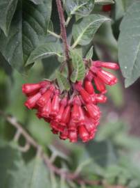 Fotografia da espécie Cestrum fasciculatum