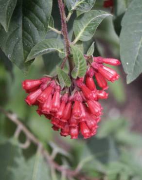 Fotografia 3 da espécie Cestrum fasciculatum no Jardim Botânico UTAD