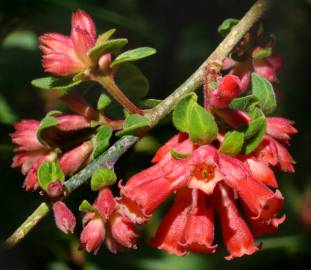 Fotografia da espécie Cestrum fasciculatum