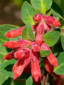 Fotografia da espécie Cestrum fasciculatum