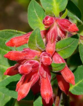 Fotografia 5 da espécie Cestrum fasciculatum no Jardim Botânico UTAD