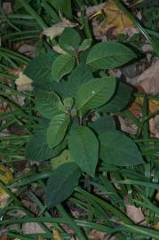 Fotografia da espécie Cestrum fasciculatum