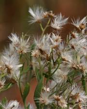 Fotografia da espécie Nidorella ivifolia