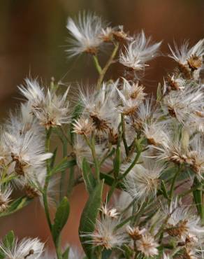 Fotografia 1 da espécie Nidorella ivifolia no Jardim Botânico UTAD