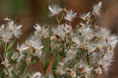 Fotografia da espécie Nidorella ivifolia