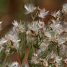 Fotografia 1 da espécie Nidorella ivifolia do Jardim Botânico UTAD