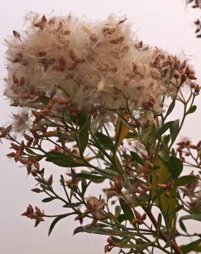 Fotografia 3 da espécie Nidorella ivifolia no Jardim Botânico UTAD