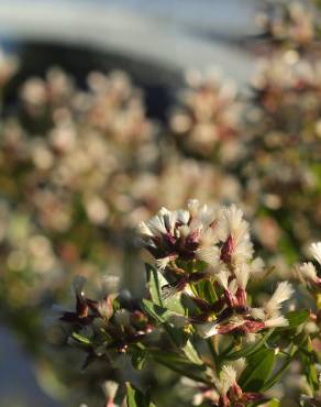 Fotografia 4 da espécie Nidorella ivifolia no Jardim Botânico UTAD