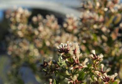 Fotografia da espécie Nidorella ivifolia