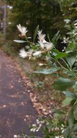 Fotografia da espécie Nidorella ivifolia