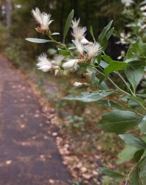 Fotografia 5 da espécie Nidorella ivifolia no Jardim Botânico UTAD