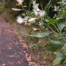 Fotografia 5 da espécie Nidorella ivifolia do Jardim Botânico UTAD