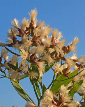 Fotografia 6 da espécie Nidorella ivifolia no Jardim Botânico UTAD