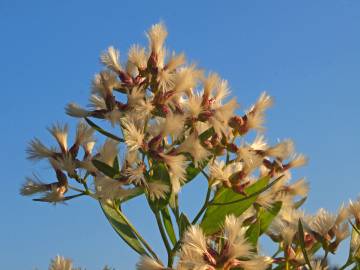 Fotografia da espécie Nidorella ivifolia