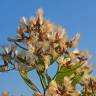 Fotografia 6 da espécie Nidorella ivifolia do Jardim Botânico UTAD