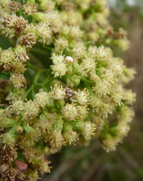 Fotografia 7 da espécie Nidorella ivifolia no Jardim Botânico UTAD