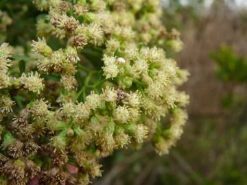 Fotografia da espécie Nidorella ivifolia