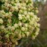 Fotografia 7 da espécie Nidorella ivifolia do Jardim Botânico UTAD