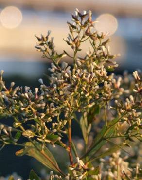 Fotografia 8 da espécie Nidorella ivifolia no Jardim Botânico UTAD