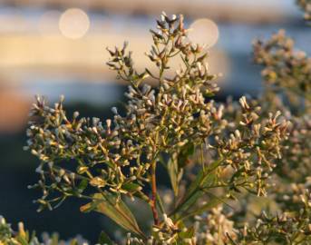 Fotografia da espécie Nidorella ivifolia