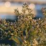 Fotografia 8 da espécie Nidorella ivifolia do Jardim Botânico UTAD