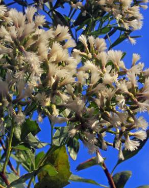 Fotografia 9 da espécie Nidorella ivifolia no Jardim Botânico UTAD