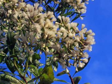 Fotografia da espécie Nidorella ivifolia