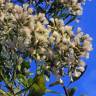 Fotografia 9 da espécie Nidorella ivifolia do Jardim Botânico UTAD