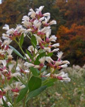 Fotografia 10 da espécie Nidorella ivifolia no Jardim Botânico UTAD