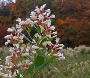 Fotografia da espécie Nidorella ivifolia